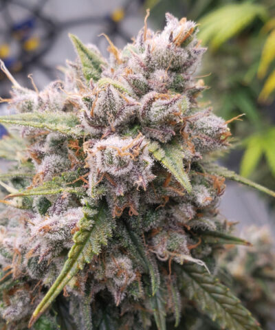 Auto Cinderella Jack by Dutch Passion Seed Company