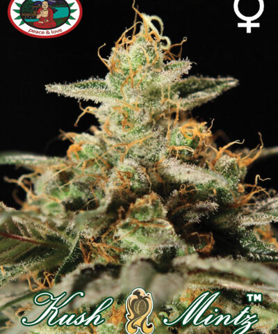 Kush Mintz by Big Buddha Seeds