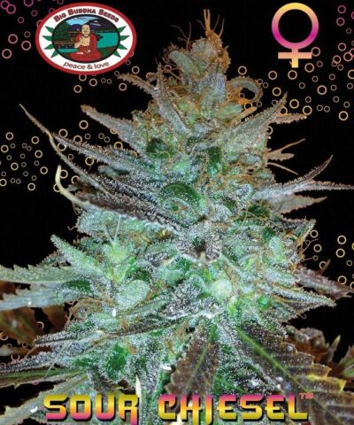 Sour Chiesel by Big Buddha Seeds